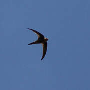 Pacific Swift