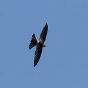 Andean Swift