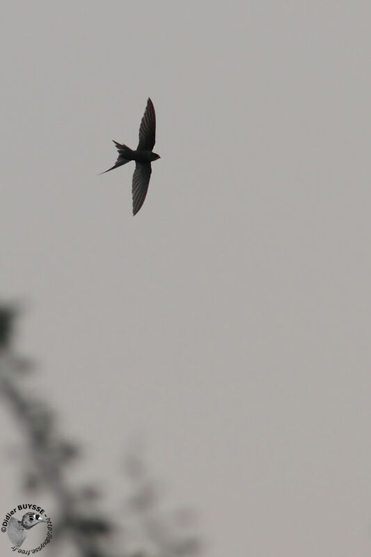 Martinet des palmes, identification