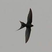 African Palm Swift