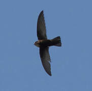 House Swift