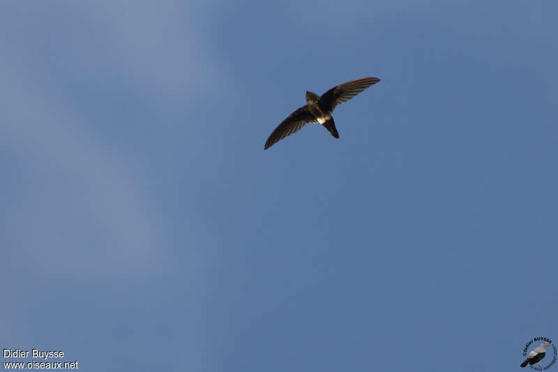 White-tipped Swiftadult, identification