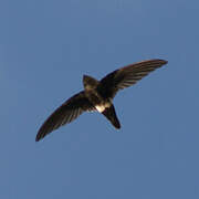 White-tipped Swift