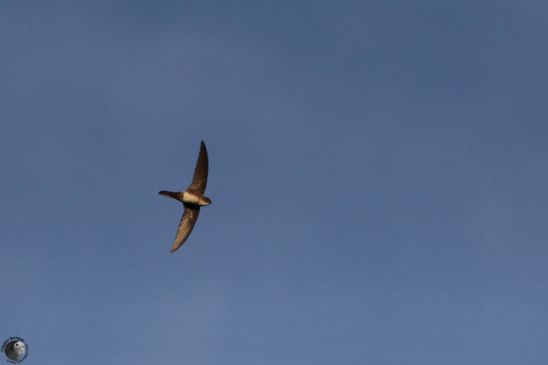 Antillean Palm Swift, identification