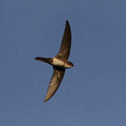 Antillean Palm Swift