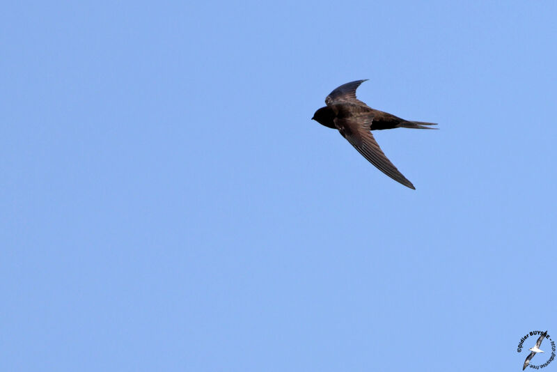 Plain Swift