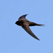 Plain Swift