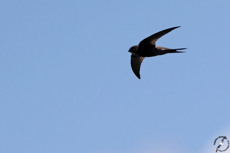 Plain Swift, Flight