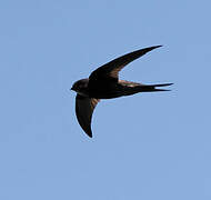 Plain Swift