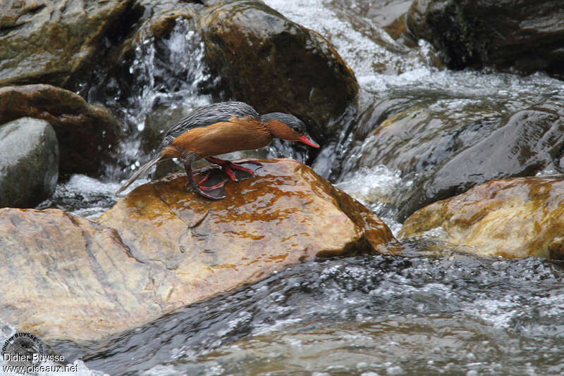 Torrent Duck female adult, habitat