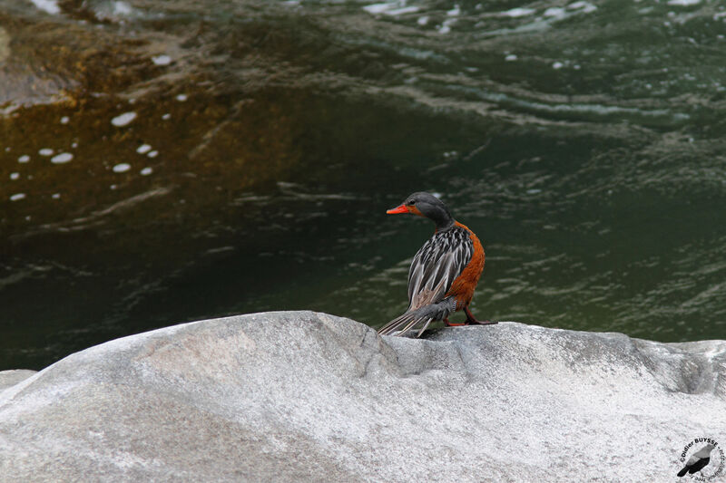 Torrent Duck female adult, identification