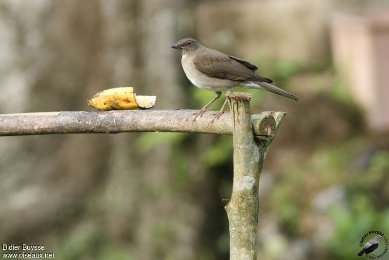 Merle à bec noiradulte, identification