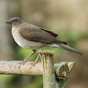 Black-billed Thrush