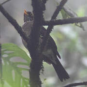 White-throated Thrush