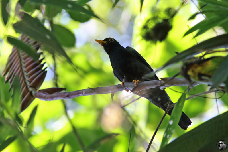 Yellow-legged Thrush male adult, identification