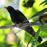 Yellow-legged Thrush