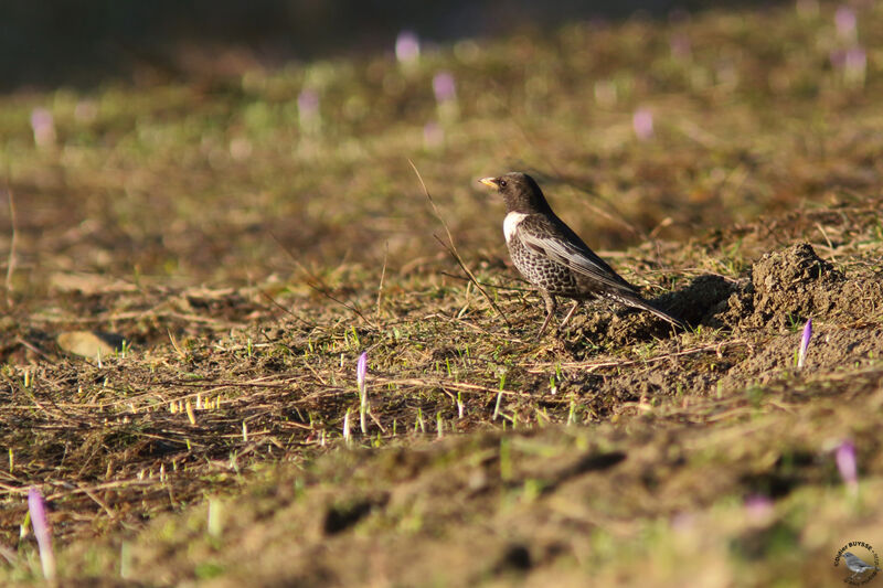 Merle à plastronadulte, identification