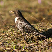 Ring Ouzel