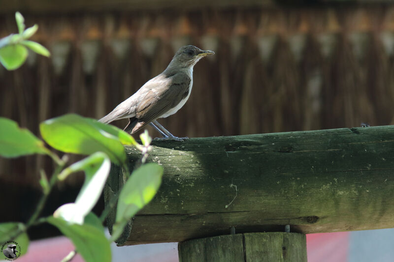 Creamy-bellied Thrushadult, identification