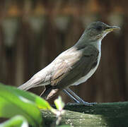 Creamy-bellied Thrush