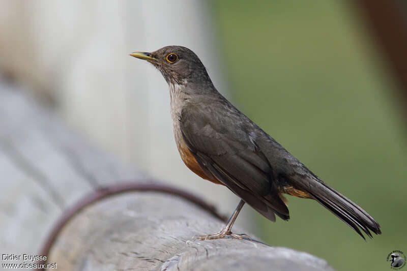 Merle à ventre rouxadulte, identification