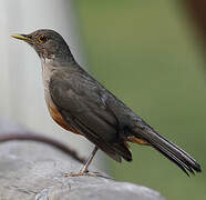 Rufous-bellied Thrush