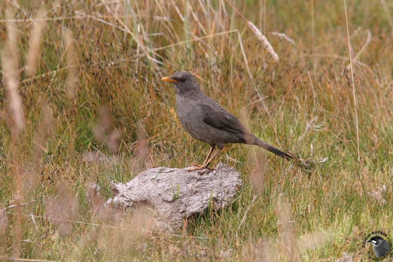 Merle chiguancoadulte, identification