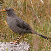 Chiguanco Thrush