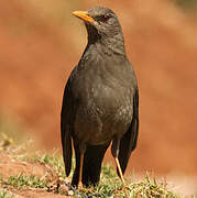 Chiguanco Thrush