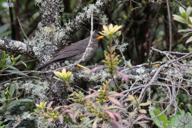 Chiguanco Thrushadult, identification