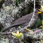 Chiguanco Thrush