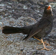 Chiguanco Thrush