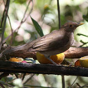 Ecuadorian Thrush