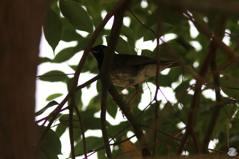 Japanese Thrush male adult, Behaviour