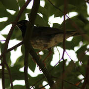 Japanese Thrush