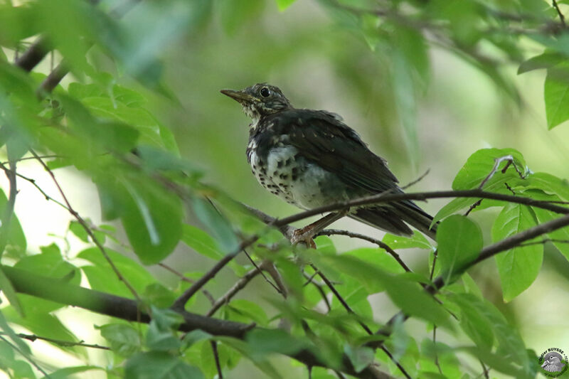 Merle du Japonimmature, identification