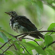 Japanese Thrush