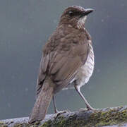 Maranon Thrush