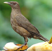 Clay-colored Thrush