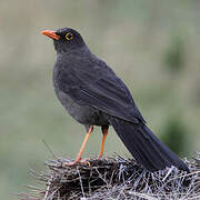 Great Thrush