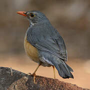 Kurrichane Thrush