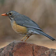 Kurrichane Thrush