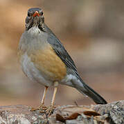 Kurrichane Thrush