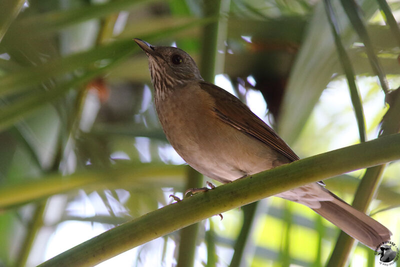 Pale-breasted Thrushadult, identification