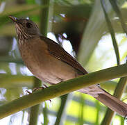 Pale-breasted Thrush