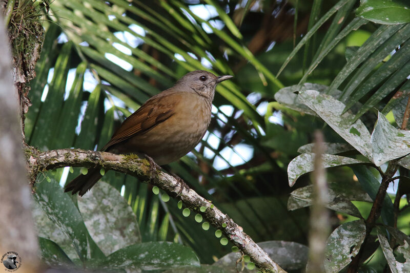 Pale-breasted Thrushadult, identification, habitat