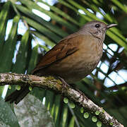 Pale-breasted Thrush