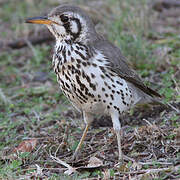 Groundscraper Thrush