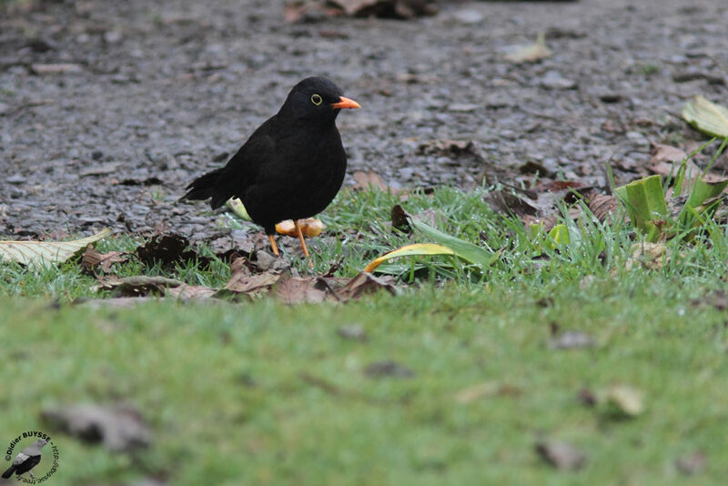 Glossy-black Thrushadult, identification