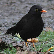 Glossy-black Thrush